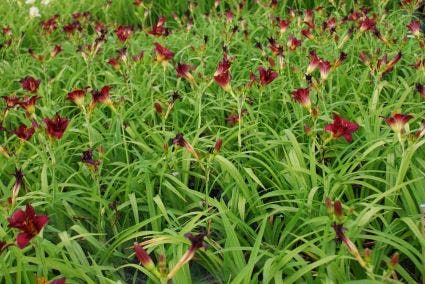 Daglelie (Hemerocallis 'Pardon Me')