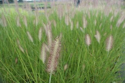 Lampepoetsersgras (Pennisetum Alopecuroides 'Reborn')