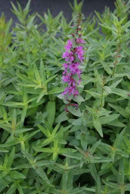 Kattestaart (Lythrum Salicaria 'Rosy Gem'')