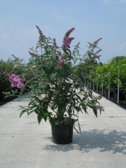 Vlinderstruik (Buddleja Davidii 'Black Knight')