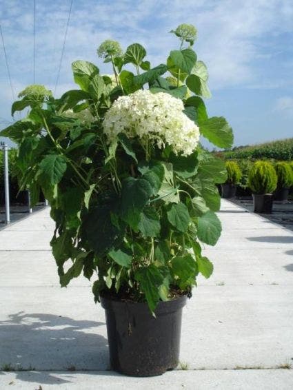Hortensia (Hydrangea Arborescens 'Annabelle')
