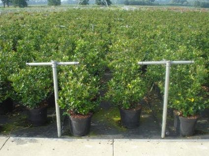 Blauwe Hulst (Ilex Meserveae 'Blue Angel')