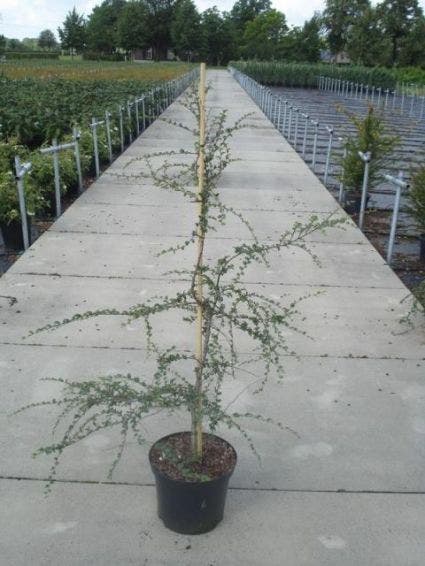 Schijnbeuk (Nothofagus Antarctica)