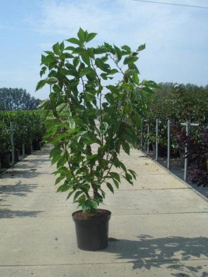 Sierkers, Struikvorm (Prunus Serrulata 'Kanzan')