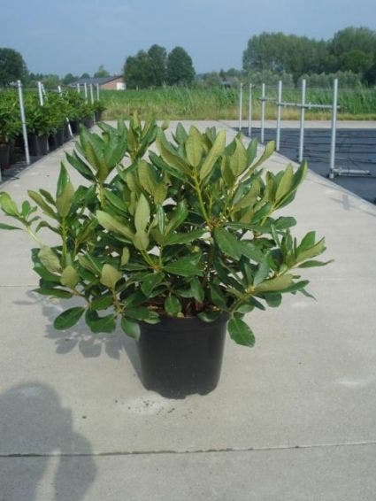 Rhododendron (Rhododendron 'Nova Zembla')
