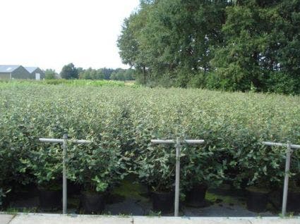 Sneeuwbal (Viburnum Burkwoodii)