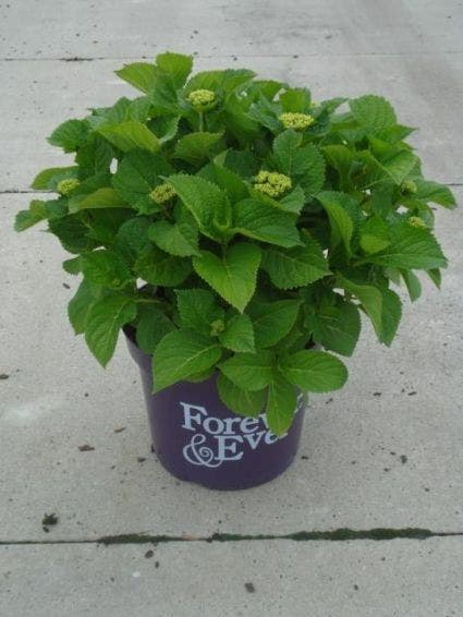 Hortensia Blauw (Hydrangea 'Forever&Ever')