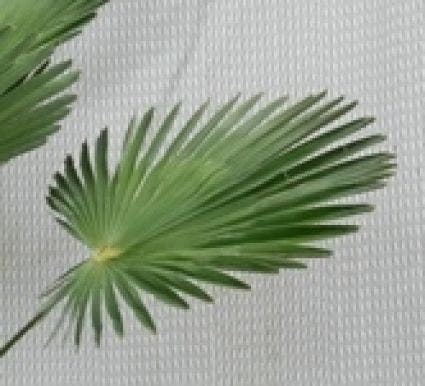 Winterharde Palm (Trachycarpus Wagnerianus)