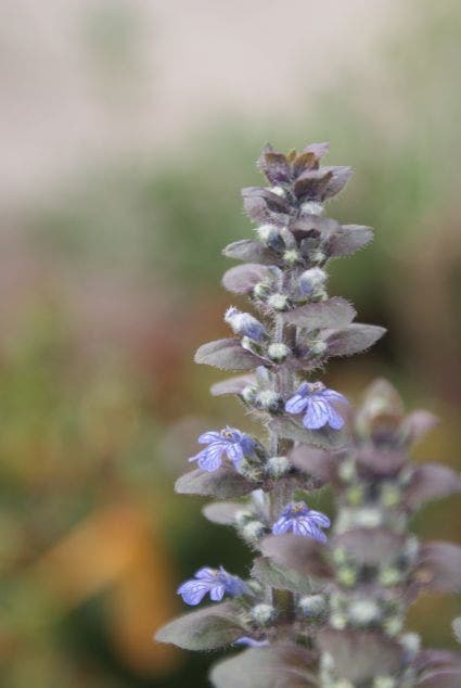 Zenegroen (Ajuga Reptans 'Atropurpurea')