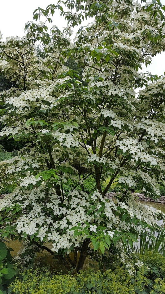 Kornoelje (Cornus Kousa 'China Girl')