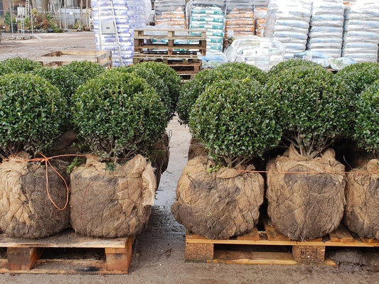Japanse Hulst In Bolvorm (Ilex Crenata 'Caroline Upright')