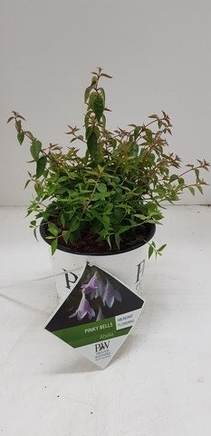 Abelia (Abelia 'Pinky Bells')