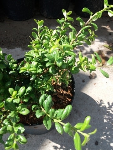 Japanse Hulst (Ilex Crenata 'Green Lustre)