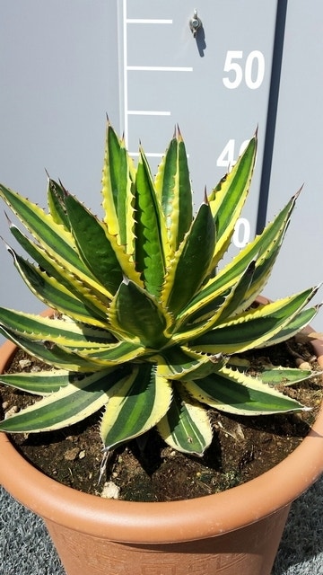 Winterharde Agave (Agave Lophanta 'Quadricolor')