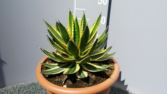 Winterharde Agave (Agave Lophanta 'Quadricolor')