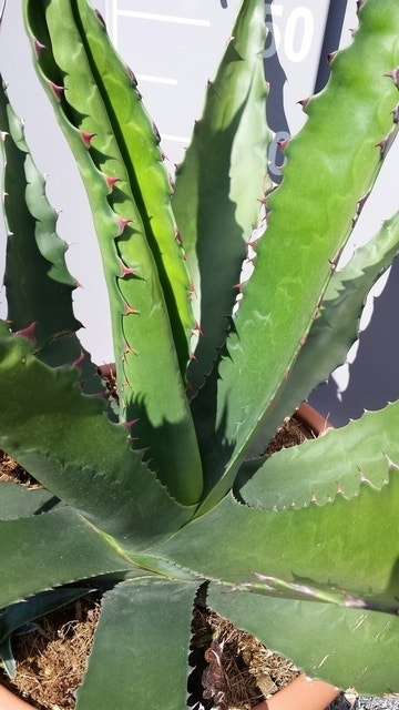 Winterharde Agave (Agave 'Gentryi Jaws')