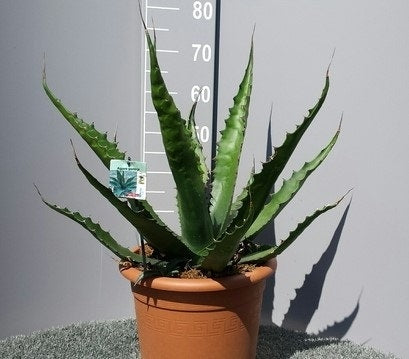 Winterharde Agave (Agave 'Gentryi Jaws')