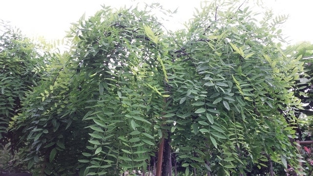 Honingboom (Sophora Japonica 'Pendula')