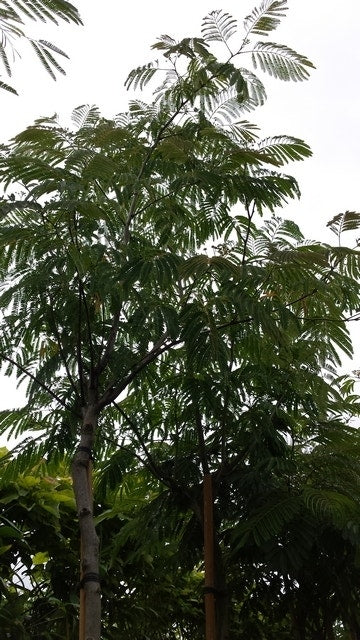Perzische Slaapboom (Albizia Julibrissin)