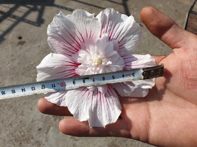 Altheastruik (Hibiscus Syriacus 'Starburst Chiffon')