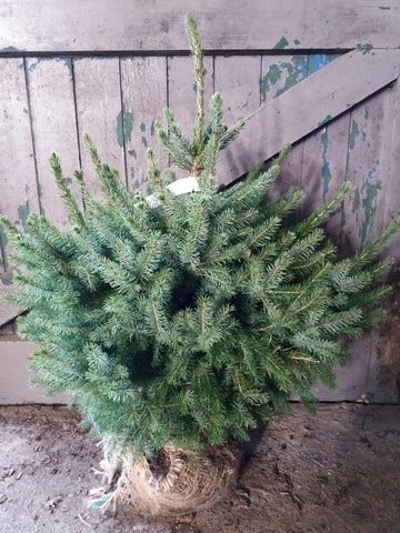 Servische Spar / Omorikaden (Picea Omorika)