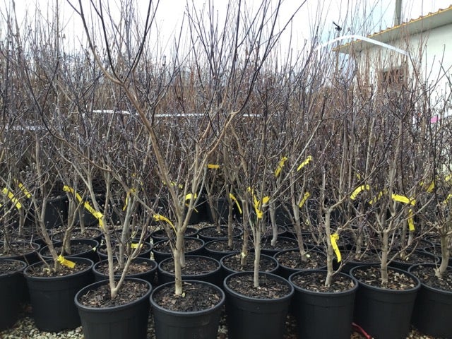 Kornoelje (Cornus Florida 'Rainbow')
