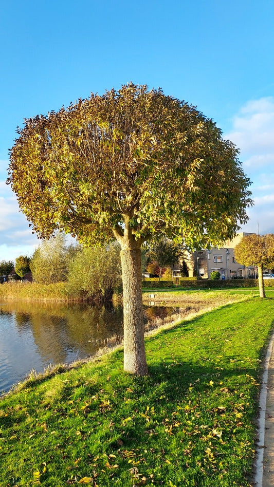 Pluim Es (Fraxinus Ornus 'Meczek')