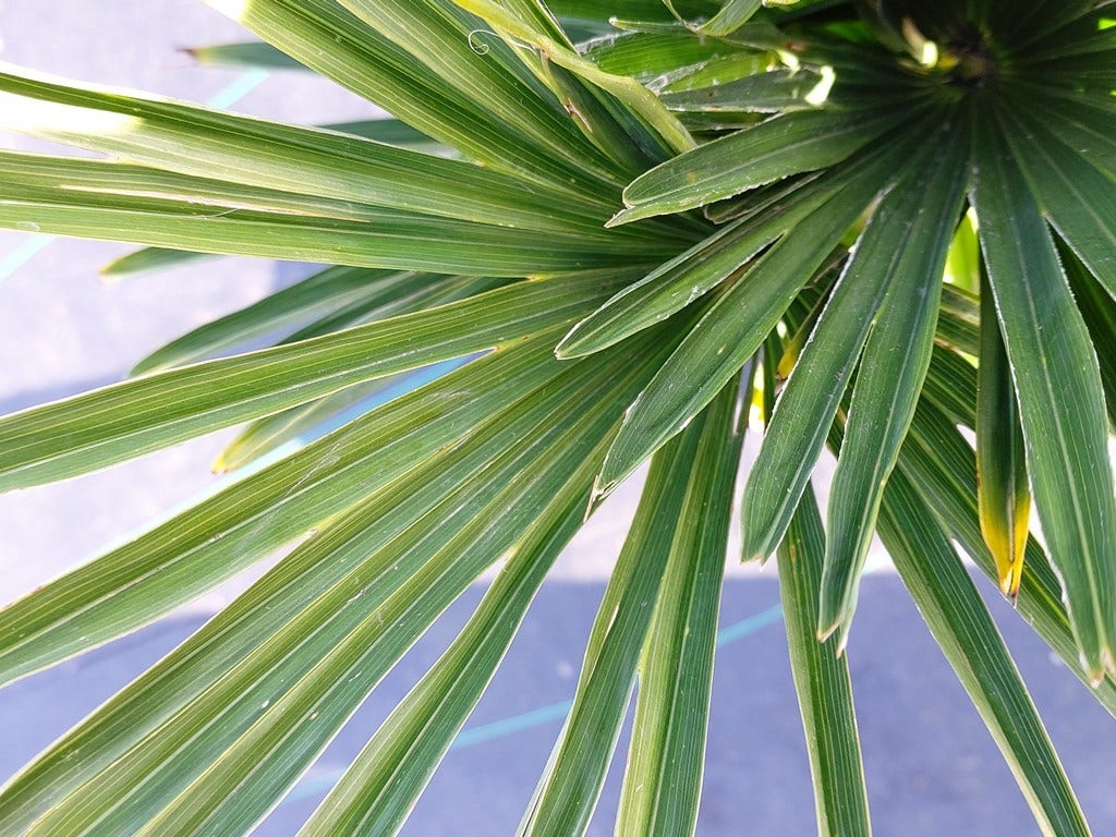 Winterharde Palm (Trachycarpus Wagnerianus)
