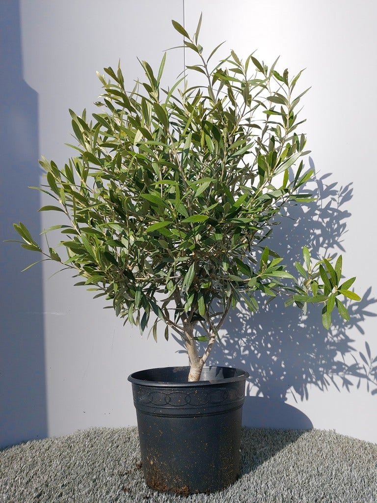 Olijf Als Struik (Olea Europaea)