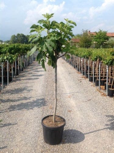 Vijg (Ficus Carica 'Fiorone Bianco')
