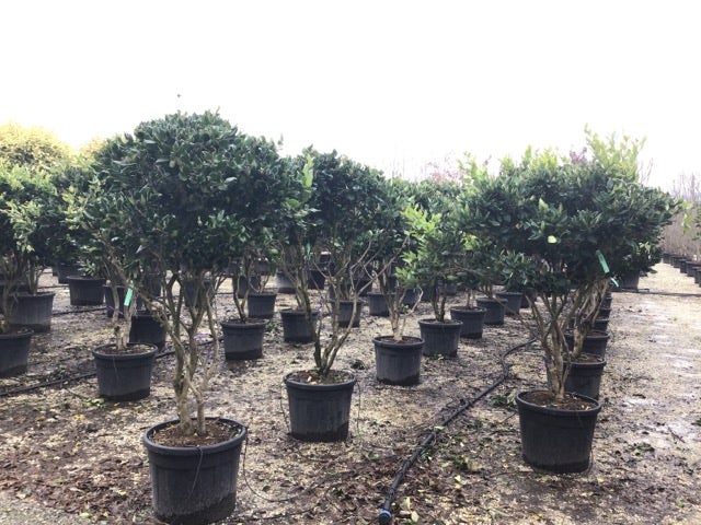 Meerstammige Liguster (Ligustrum Japonicum 'Texanum')