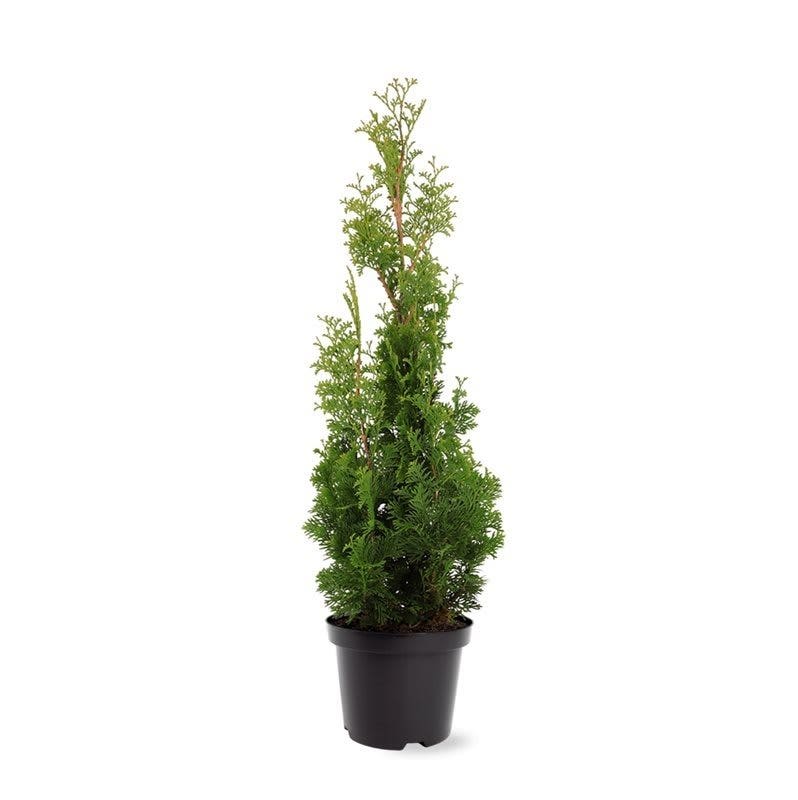 Westerse Levensboom (Thuja Occidentalis 'Degroot Spire')