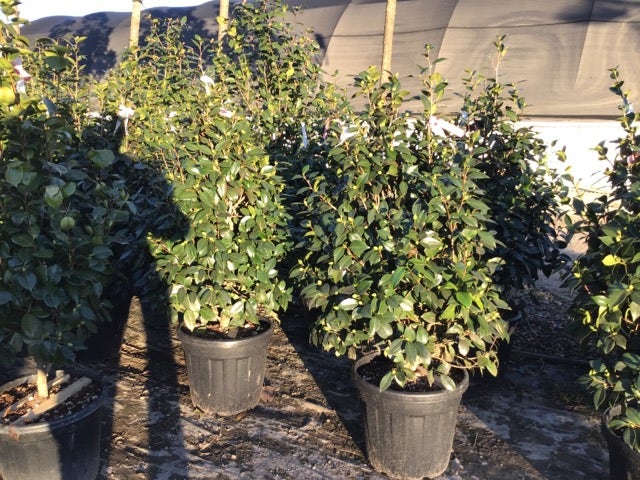 Camelia (Camellia Japonica 'Nuccio's Pearl')