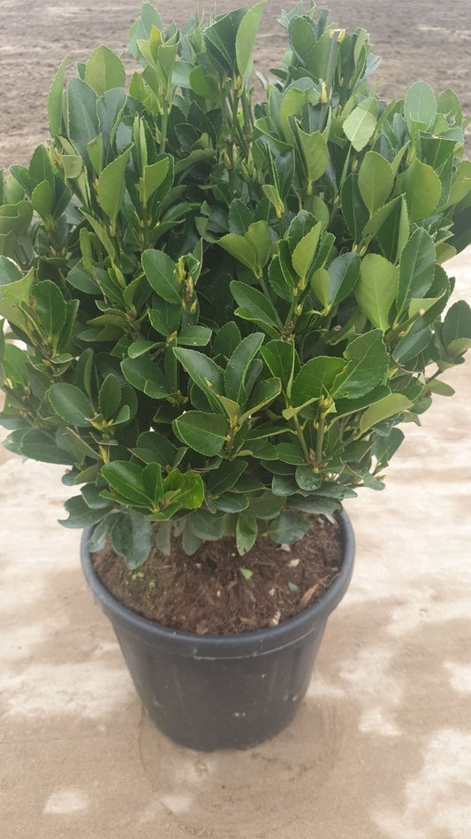 Kardinaalshoed Als Bol (Euonymus Japonicus)