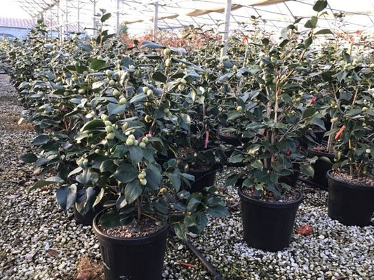 Camelia (Camellia Japonica 'R.L. Wheeler')