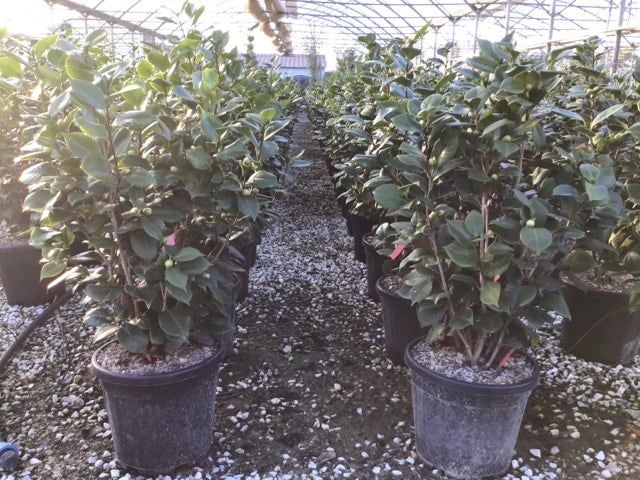 Camelia (Camellia Japonica 'Sacco Vera')