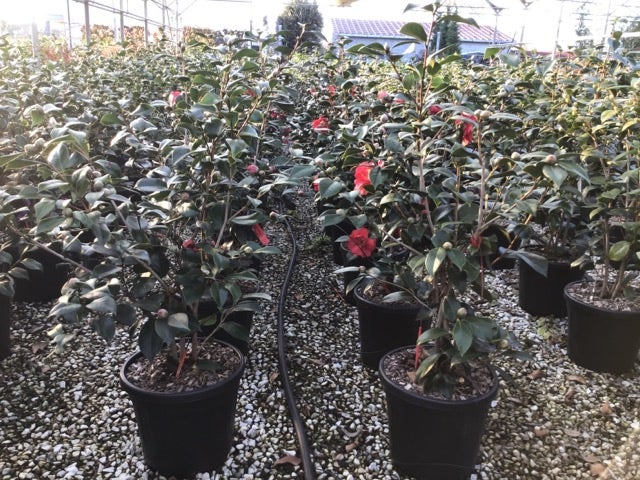 Camelia (Camellia Japonica 'San Dimas')