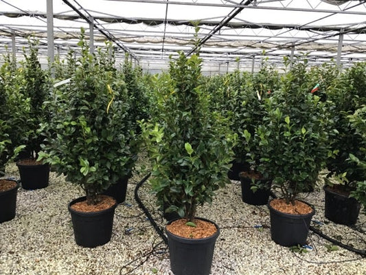 Camelia (Camellia Japonica 'Snowball')
