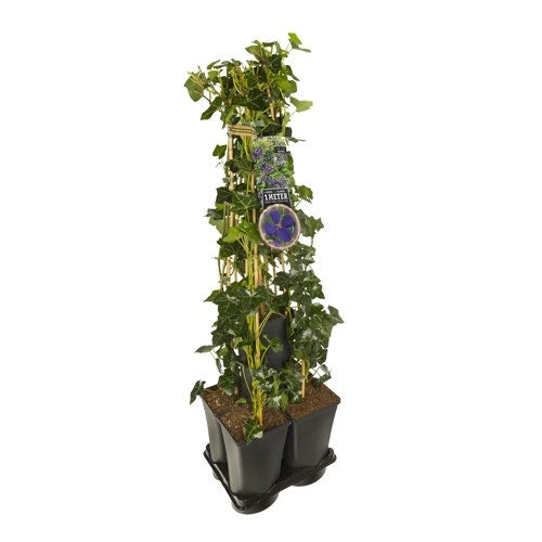 Hedera-Clematis Mix Haag (Jackmanii)