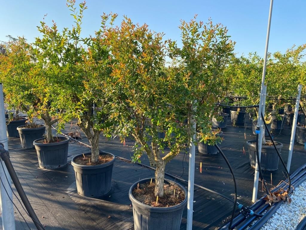 Granaatappel Als Solitair (Punica Granatum)