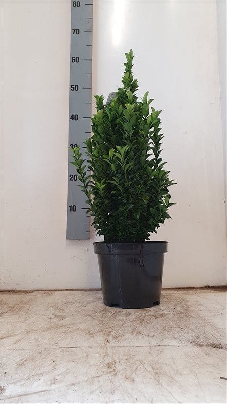 Kardinaalshoed (Euonymus Japonicus 'Green Spire')