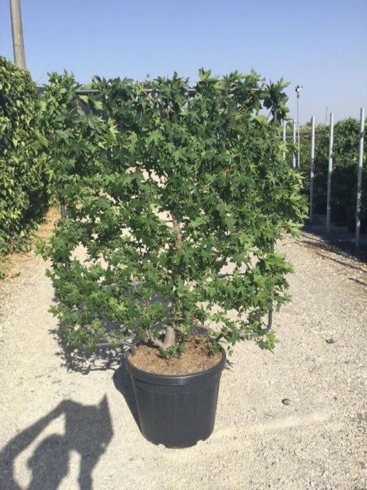 Amberboom Als Leivorm (Liquidambar Styraciflua)