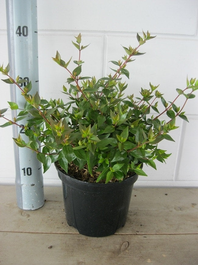Abelia (Abelia Grandiflora 'Sherwood')