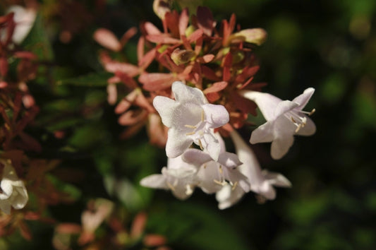 Abelia Als Piramide (Abelia Grandiflora)