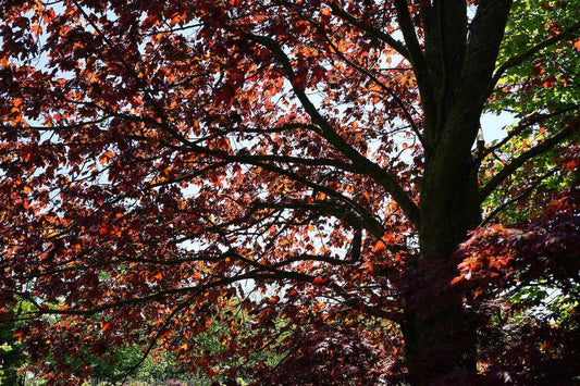 Rode Esdoorn (Acer Platanoides 'Crimson King')