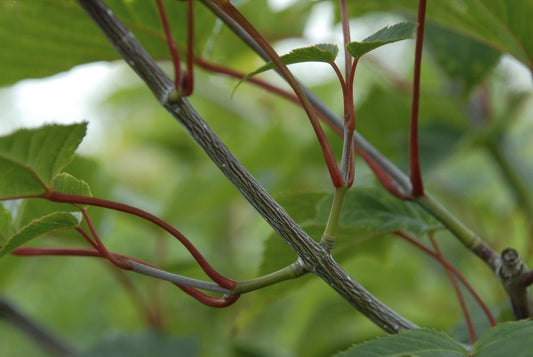 Slangenbast Esdoorn (Acer Capillipes)
