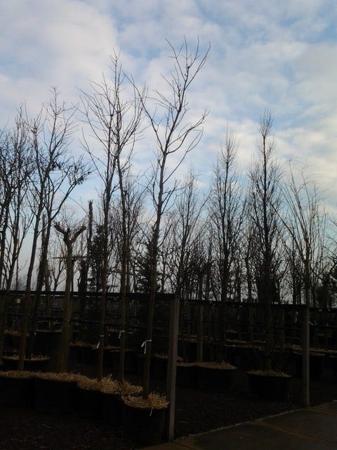 Rode Esdoorn (Acer Platanoides 'Crimson King')