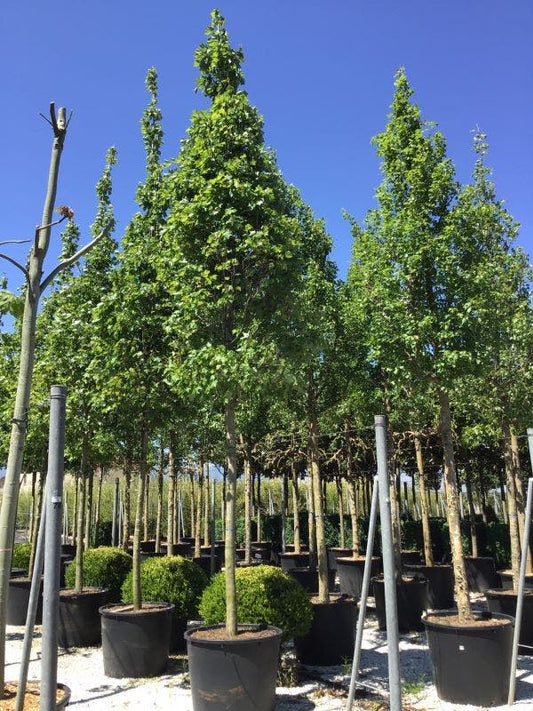 Rode Esdoorn (Acer Rubrum 'Fairview Flame')