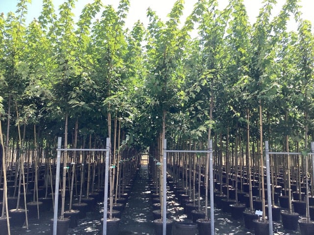 Esdoorn (Acer Freemanii 'Autumn Blaze')
