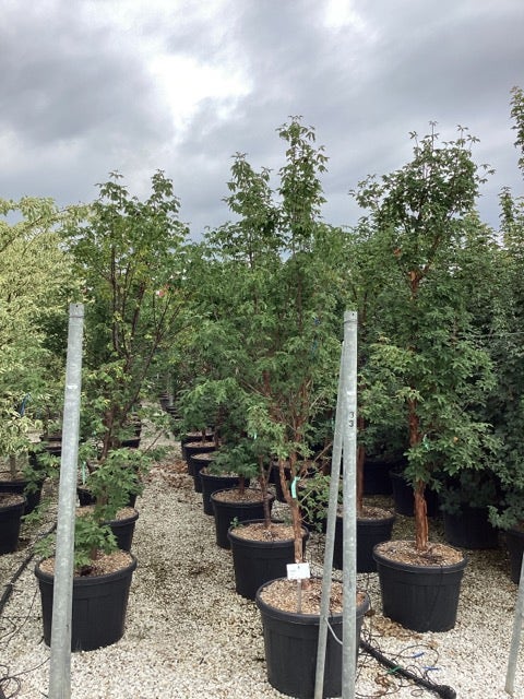 Papieresdoorn (Acer Griseum)